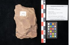 Foto (Objekt + Etikett) von Quercus palaeoilex Ettingshausen (NHMW-GEO-2024-0188-0831)